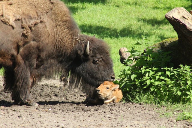 Nowy mieszkaniec warszawskiego zoo