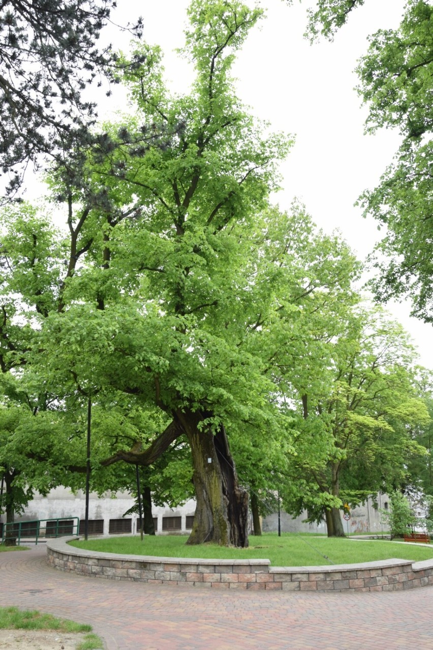 Wiąz ze Zduńskiej Woli w konkursie Drzewo Roku! Można głosować do końca czerwca