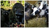 Nowe zwierzaki zamieszkały w leszczyńskim Mini Zoo. To dwa szopy i cztery owieczki [ZDJĘCIA]