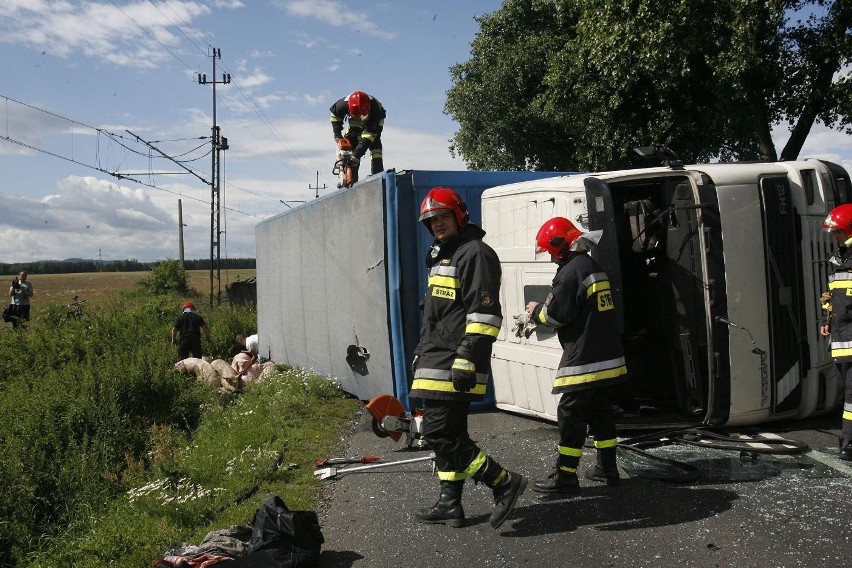 Wypadek ciężarówki ze świniami na trasie Legnica - Złotoryja (ZDJĘCIA)