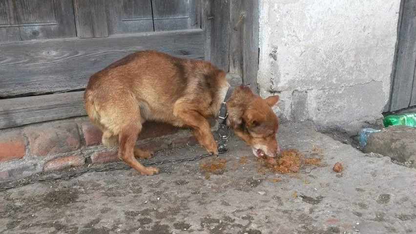 Łopoń. Gospodarz skazany za znęcanie się nad psami. Zwierzaki uratowali ANIMALSI [ZDJĘCIA]