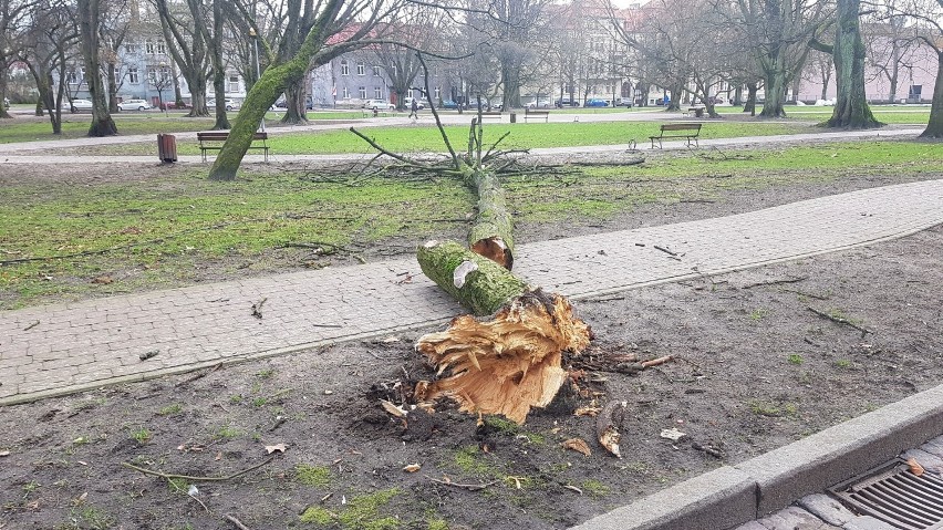 W parku przy ul. Szarych Szeregów wiatr powalił drzewo [ZDJĘCIA]