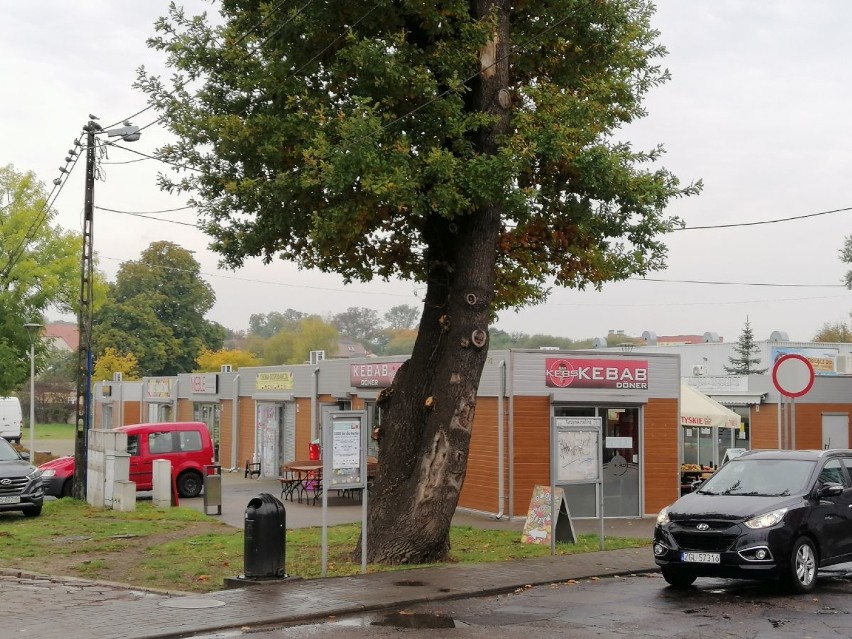 Z centrum Goleniowa zniknie stary dąb? Jest w fatalnym stanie i zagraża bezpieczeństwu ludzi