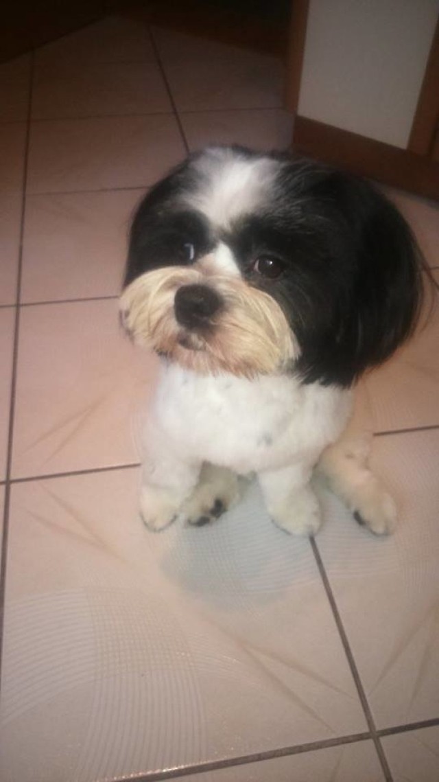 W Grudziądzu zaginął pies rasy lhasa apso. Trwają poszukiwania czworonoga.

Pies ma dwa lata, a jego Pani mieszka na osiedlu Chełmińskim w Grudziądzu. Jeśli widzieli Państwo psiaka prosimy o kontakt na naszym Facebooku.