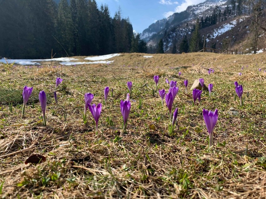 Tatry. Turystów na szlakach brak, więc za krokusy wzięły się... łanie [9.04.]