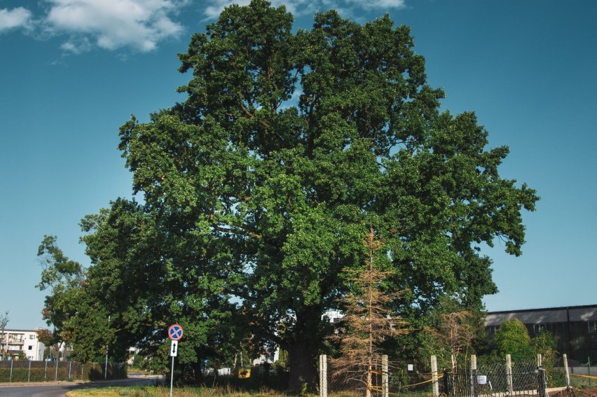 Dąb szypułkowy z Białołęki został Warszawskim Drzewem Roku