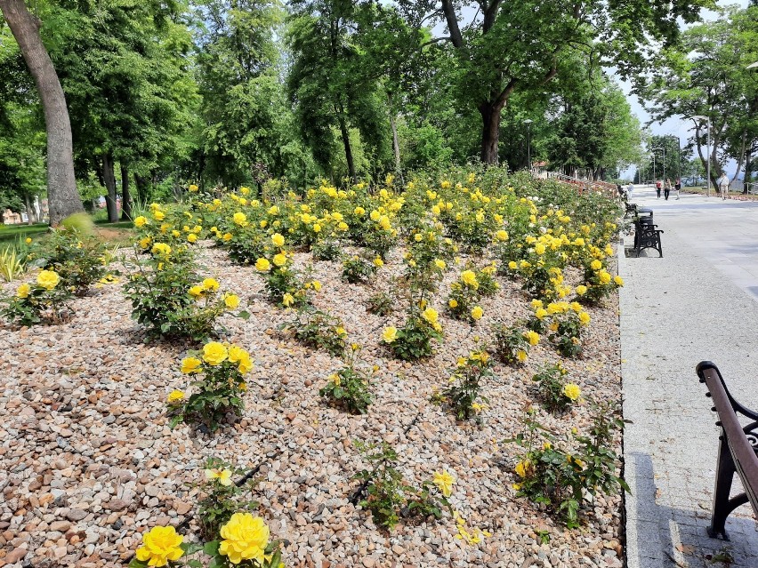 Zakwitł Park Tysiąclecia. Tak wygląda na przełomie wiosny i...