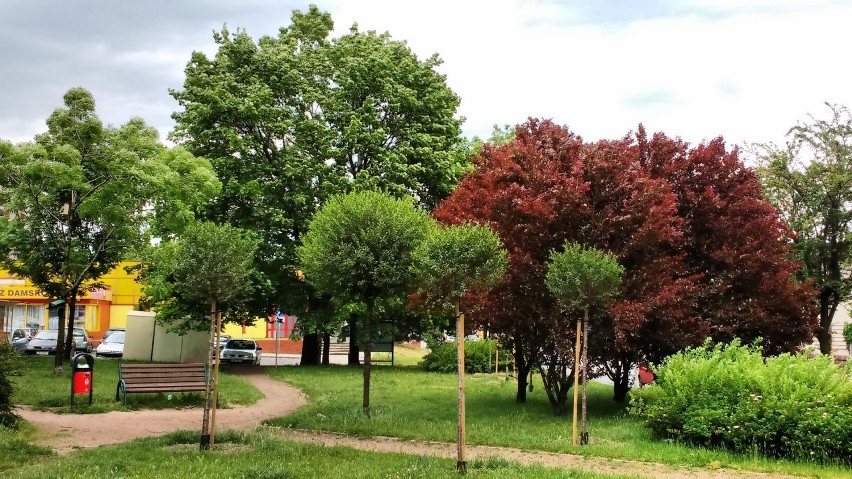 Pół tysiąca nowych drzew zasadzono w Rybniku!