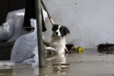 Powódź w Kwiatkowicach i Ścinawie. 11 lat minęło, zobaczcie zdjęcia