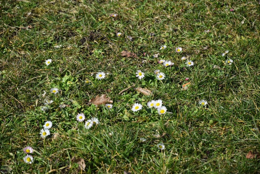Oznaki wiosny w Kraśniku! Przyroda budzi się do życia. Zobacz galerię zdjęć