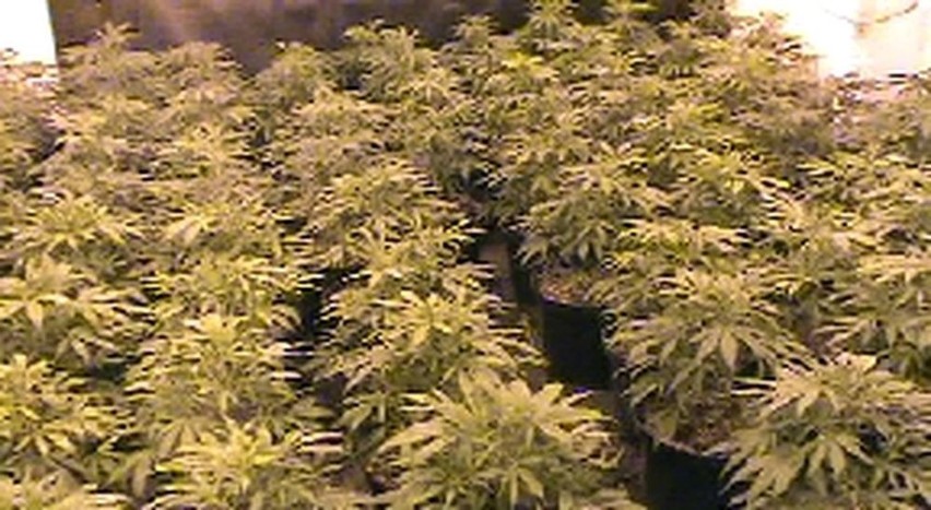 Plantacje marihuany zlikwidowane