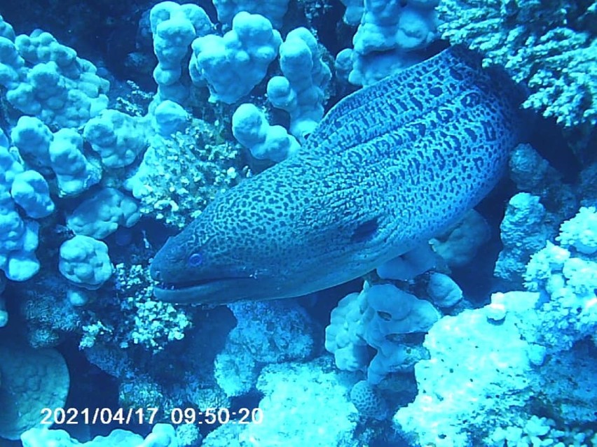 Zobacz cudowny, podwodny świat rafy koralowej w Hurghadzie