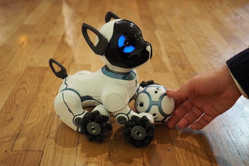 CHiP - robotyczny pies, który zachowuje się tak jak prawdziwy | Olsztyn  Nasze Miasto