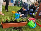 Opole. Sadzą kwiaty i zioła, by pomóc uratować życie małego Szymonka