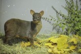 W zoo w Opolu pojawił się nowy mieszkaniec. To pudu, mały jelonek z Ameryki Południowej 