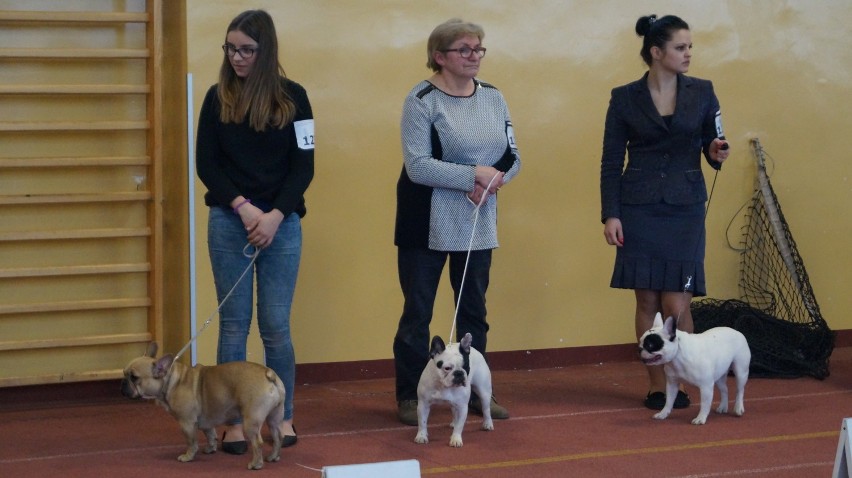 Walentynkowa wystawa psich piękności w Bydgoszczy [zdjęcia, wideo] 