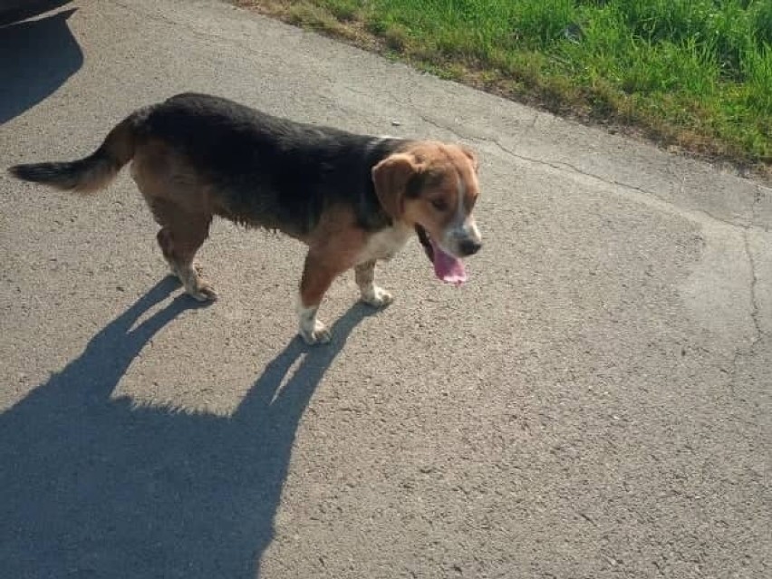 Mężczyzna porzucił psa na lokalnej drodze w miejscowości...