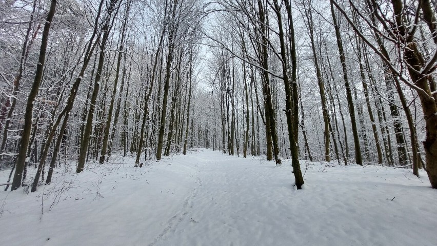Zima w Zielonym Lesie w Żarach