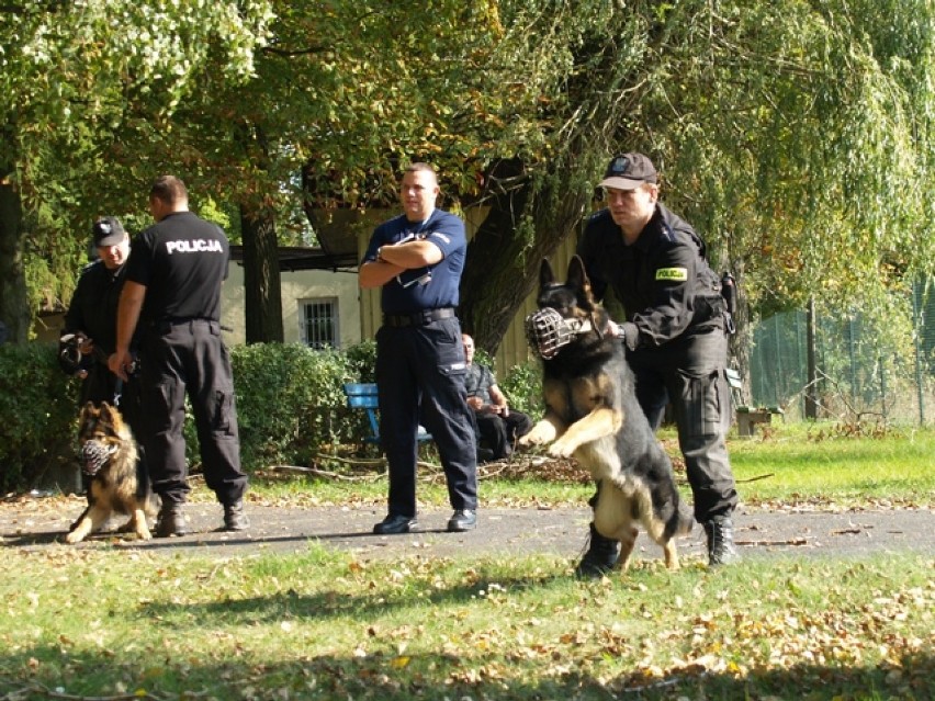 Psy policyjne z Wielkopolski zdały egzamin do pracy