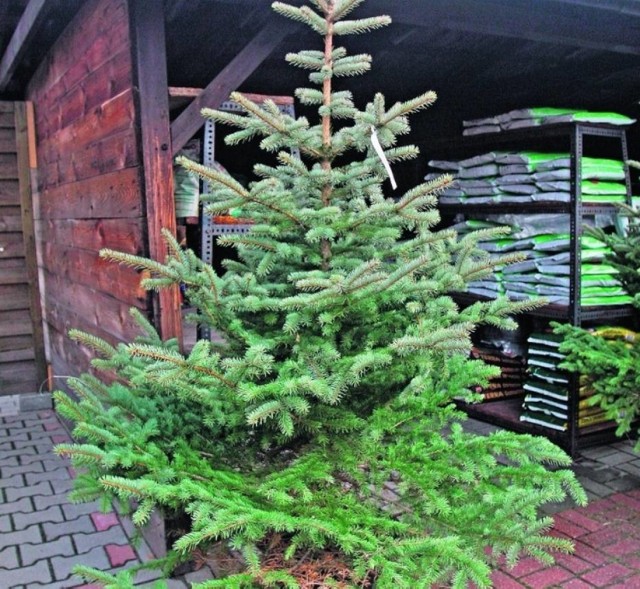 W chełmskim starostwie trwa ekologiczna akcja „Świąteczna choinka. Naturalnie!”