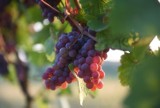 Lubuskie winnice: wyjątkowa atrakcja w okolicach Zielonej Góry, czyli Lubuski Szlak Wina i Miodu. Gdzie można zwiedzić winnicę?