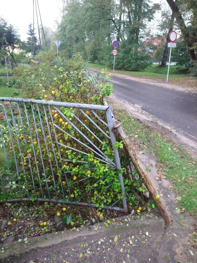 - Właściwie powinnam przez cały dzień stać w oknie i pilnować, czy ktoś właśnie nie rozjeżdża mi płotu - mówi rozgoryczona mieszkanka domu, u zbiegu ul. Klasztornej i Częstochowskiej II w Grodźcu. - Drugiego z kierowców nie złapaliśmy, więc za naprawę ogrodzenia będziemy musieli zapłacić z własnej kieszeni. Ale problem jest znacznie poważniejszy, bo skoro taki cofający na oślep kierowca tir nie widział płotu, to jaką mam pewność, że następnym razem nie rozjedzie dziecka?