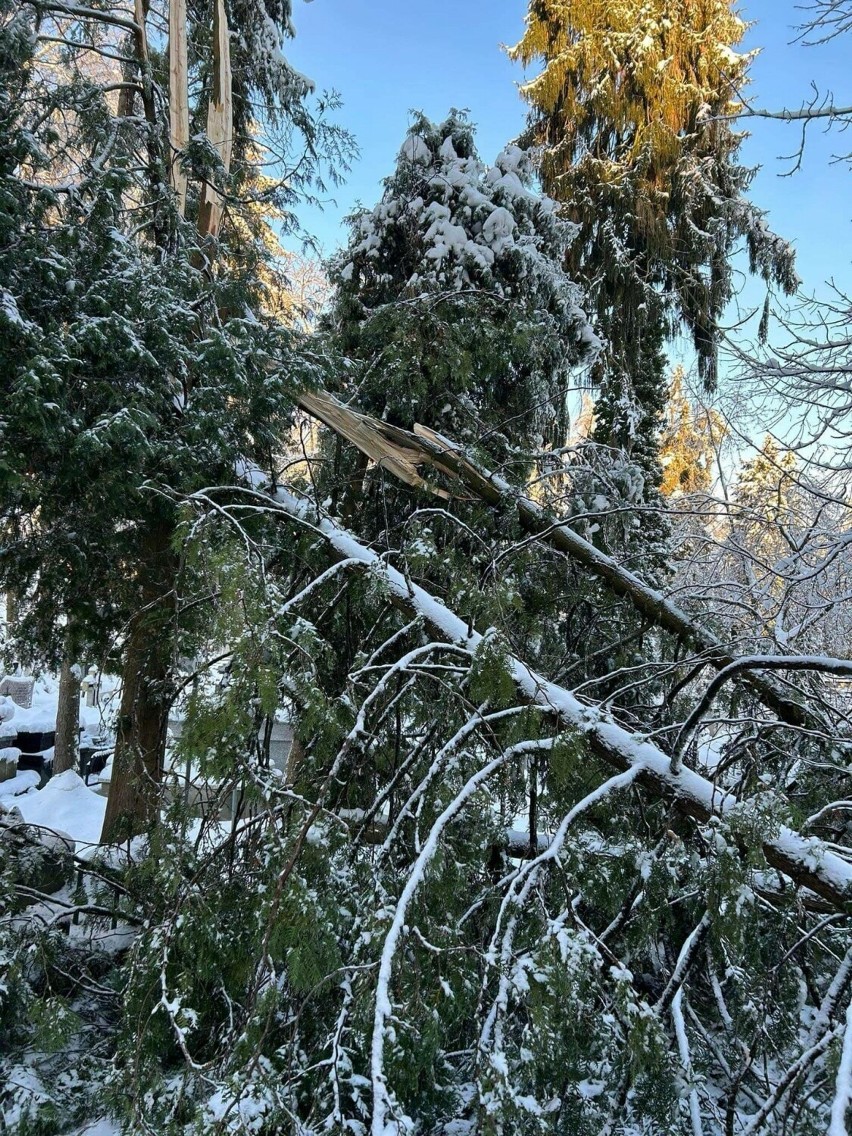 Złamane pod naporem ciężkim śniegu drzewa stanowią duże...