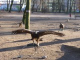 Ptaki nie są krzywdzone w Parku Świętojańskim w Radomsku