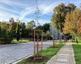 W ubiegłym roku posadzono w Głogowie tysiące drzew, krzewów i bylin