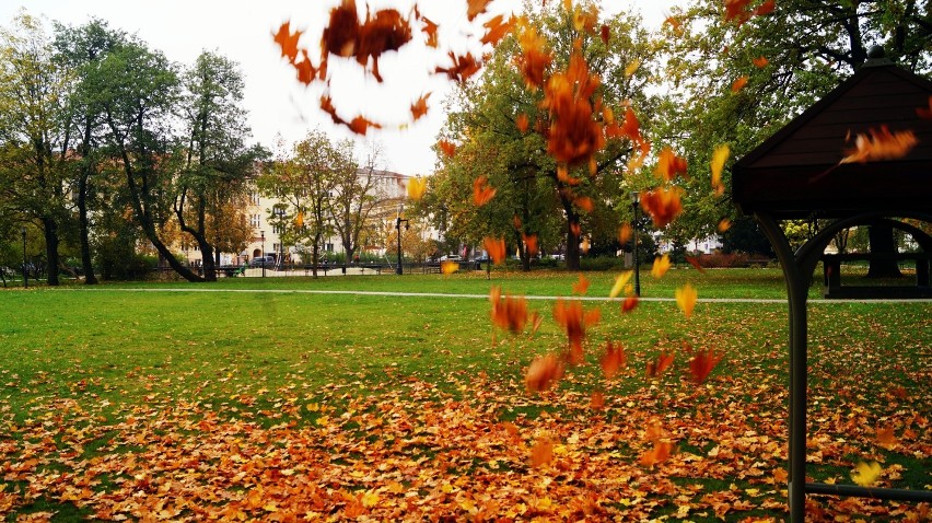 Bydgoska złota jesień w parku Jana Kochanowskiego [zdjęcia, wideo]