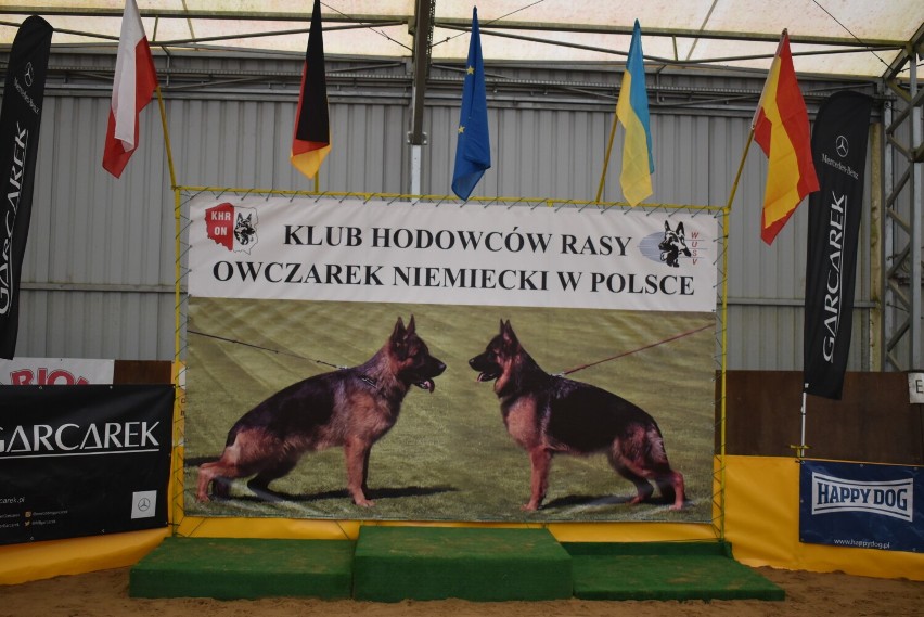 Wystawa owczarków niemieckich w Zawidowicach