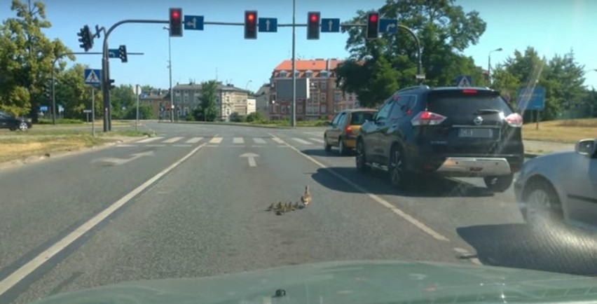 Kierowcy z Bydgoszczy umożliwiają kaczej rodzinie pokonanie...