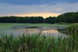 Pojezierze Palowickie czyli śląskie Mazury pod Rybnikiem. Idealna propozycja na weekend! Piękna woda, niespotkana roślinność i błogi spokój