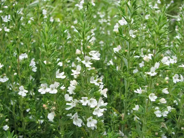 Cząber ma aromatyczne listki o pikantnym smaku. To świetna przyprawa do wielu dań oraz ładna roślina.