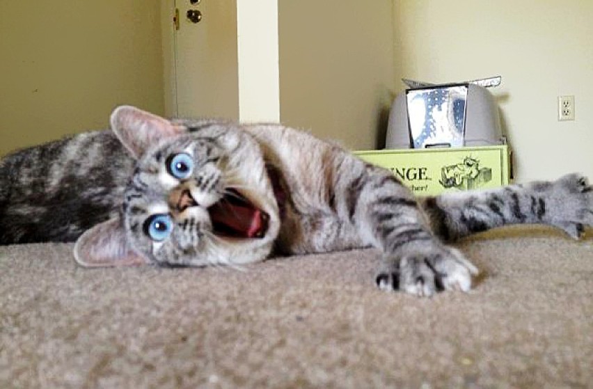 Nala - najbardziej zszokowany kot na świecie.