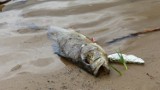 W zalewie rejowskim w Skarżysku giną ryby. Dlaczego tak się dzieje? (ZDJĘCIA)