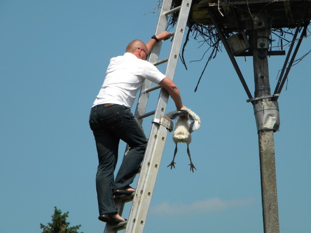 Nałożenie obrączki nie jest tak trudne jak wejście po drabinie