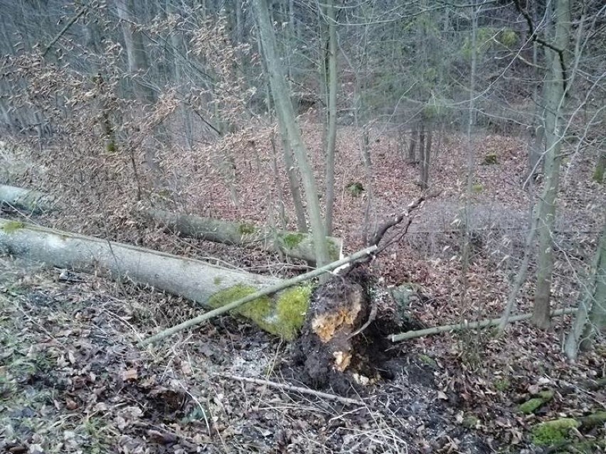 Skutki wichury w woj. śląskim: brak prądu, zatrzymane pociągi i uszkodzone domy ZDJĘCIA