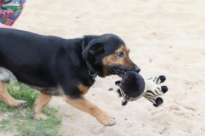 Dżordż szuka domu. Oferta adopcyjna TOZ Goleniów