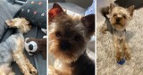 Właściciele yorka Charliego odzyskali go po ponad pięciu miesiącach. Trwają poszukiwania osoby, która odsprzedała ich psa