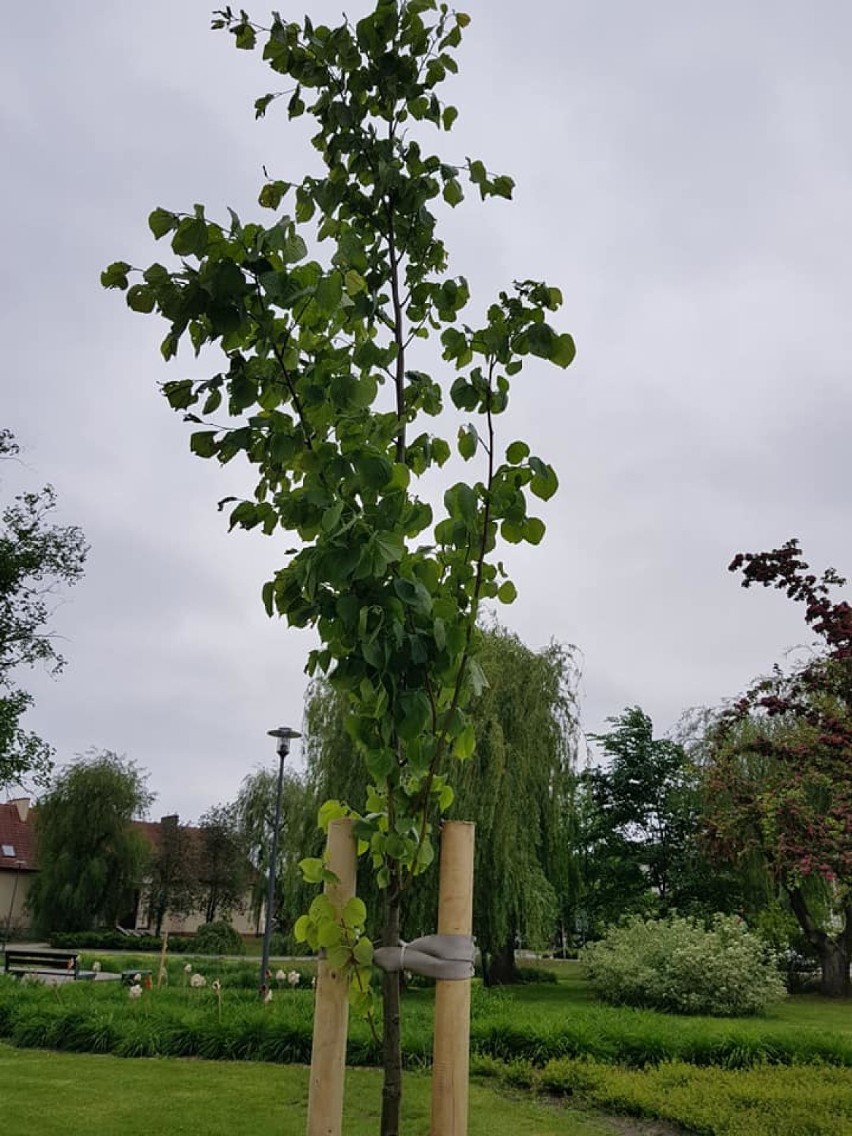 Drzewo Kobiet w Chodzieży: Symbol 100-lecia praw wyborczych kobiet "wrócił" do parku im. Ostrowskiego