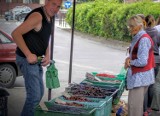 Nowy Sącz. Praca na wakacje. Zbieranie owoców - praca ciężka, ale bywa opłacalna