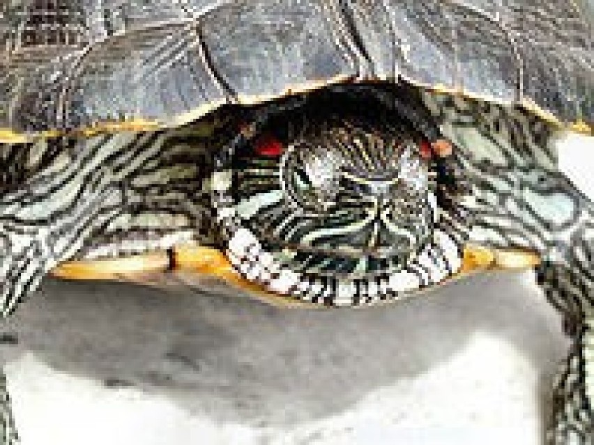 Żółw czerwonolicy