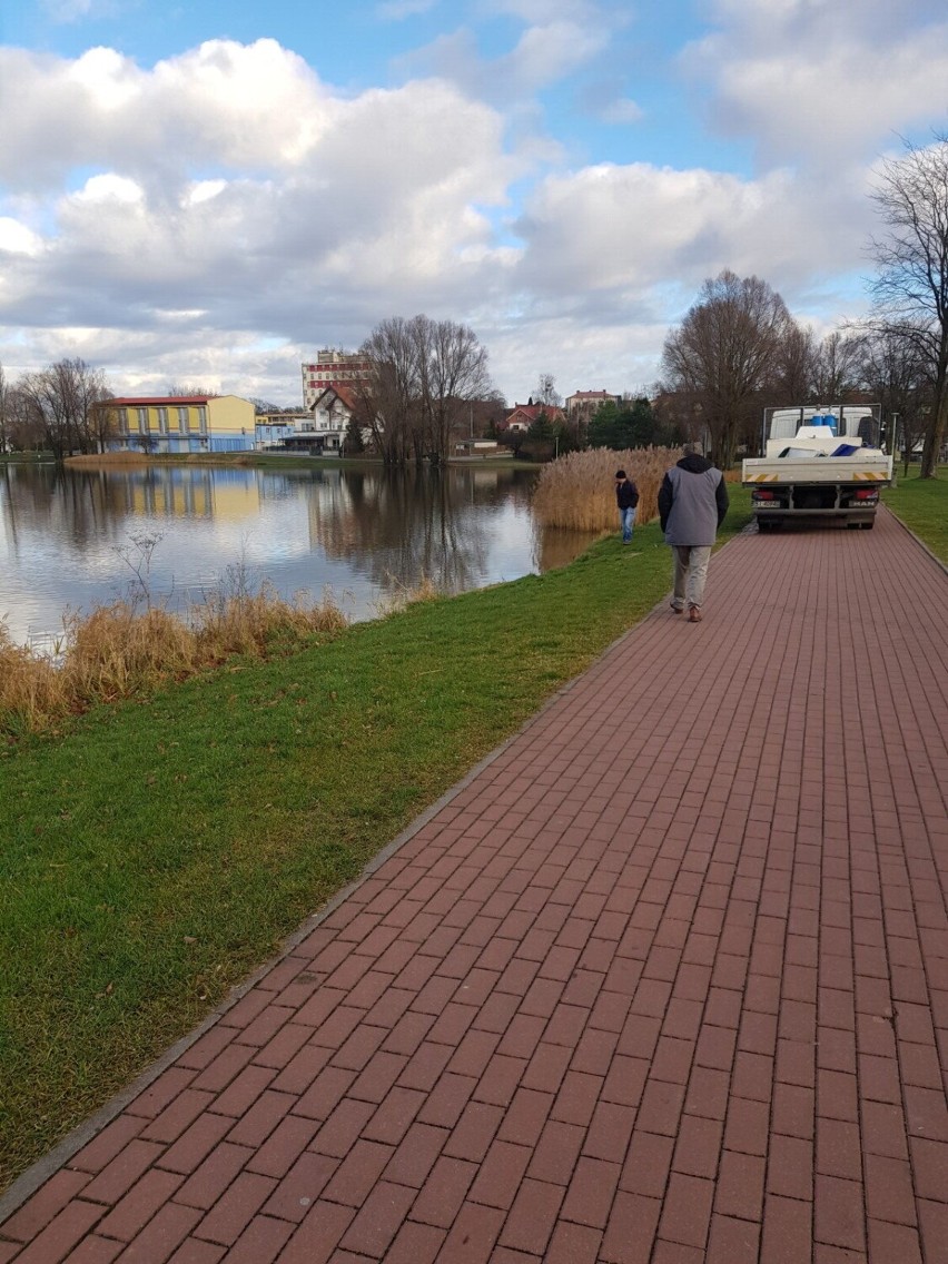 Zalew Arkadia w Suwałkach zarybiony. Do wody trafiło 60 kilogramów narybku szczupaka