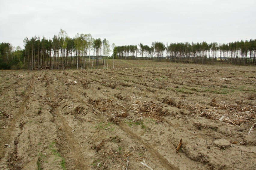 Nadleśnictwo Strzebielino. Trwają prace nad odnawianiem lasu zasiewami 