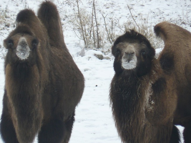 Wielbłądy dwugarbne (baktriany) mają już na sobie zimową wełnę