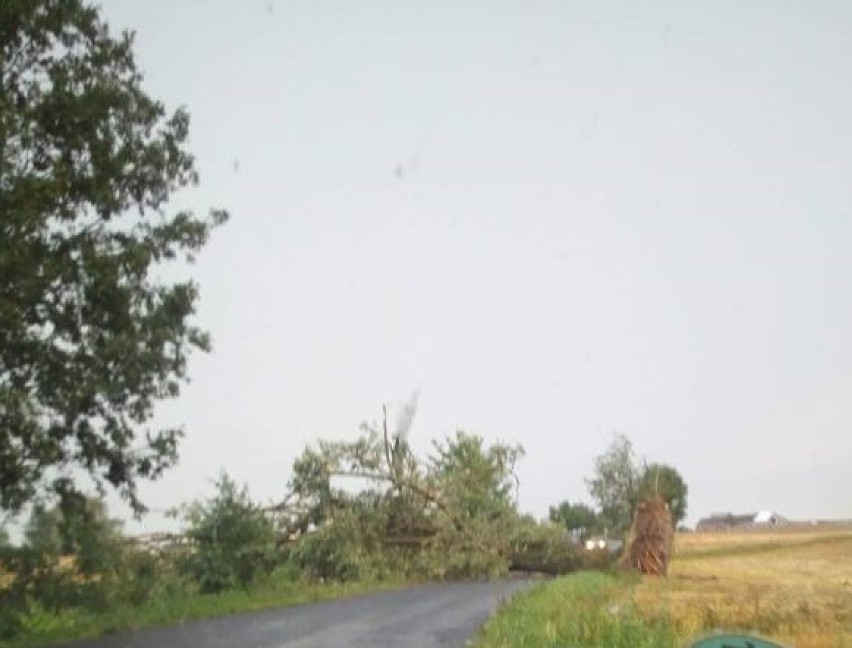 Nawałnica nad powiatem lipnowskim. Powalone drzewa, zerwany dach i linia wysokiego napięcia [zdjęcia]