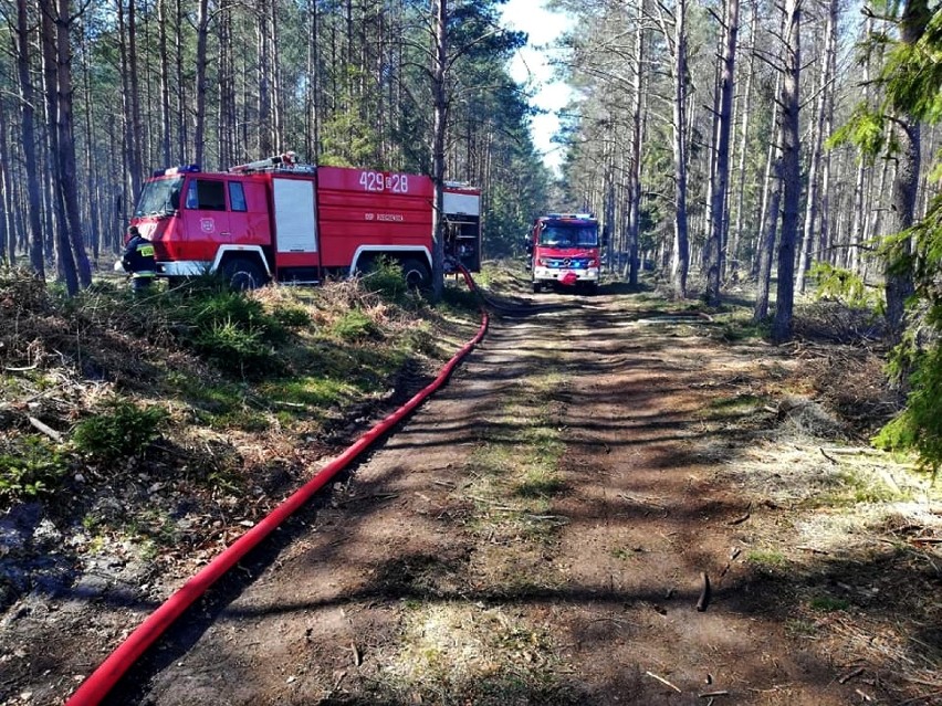 Dwie jednostki straży pożarnej gasiły pożar lasu na terenie Leśnictwa Knieja.