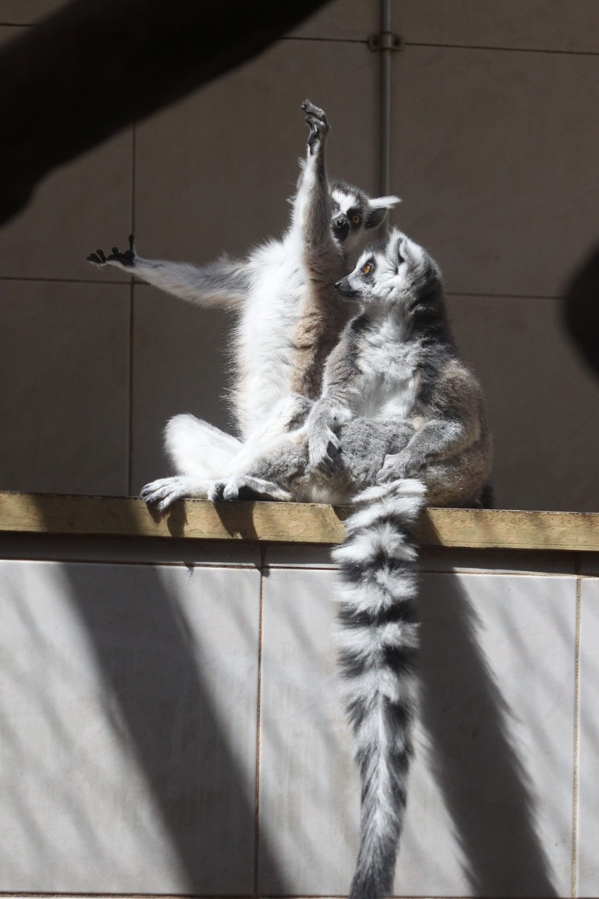 Lemury w zoo w Łodzi [ZDJĘCIA]