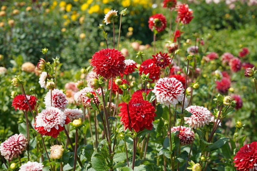 Ogród Botaniczny w Kielcach w pełni letniego kwitnienia. Zobacz, jak tu pięknie w sierpniu